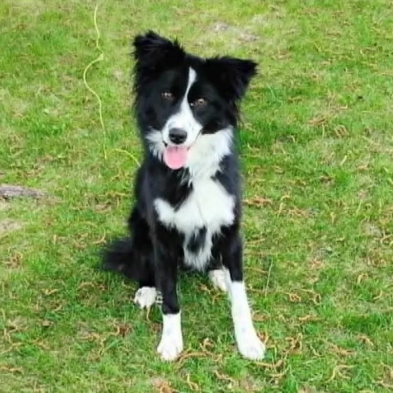 Bella