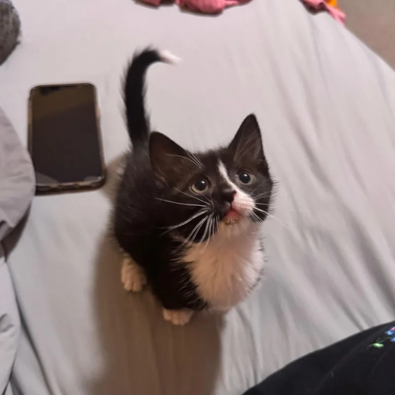 Minnow thumbnail 3