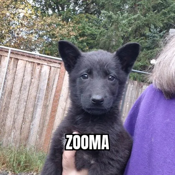 A baby large-sized female Black German Shepherd Dog named Zooma for adoption in Olympia, WA