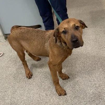 King Waffles thumbnail 2