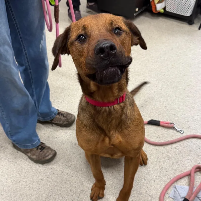 King Waffles thumbnail 3