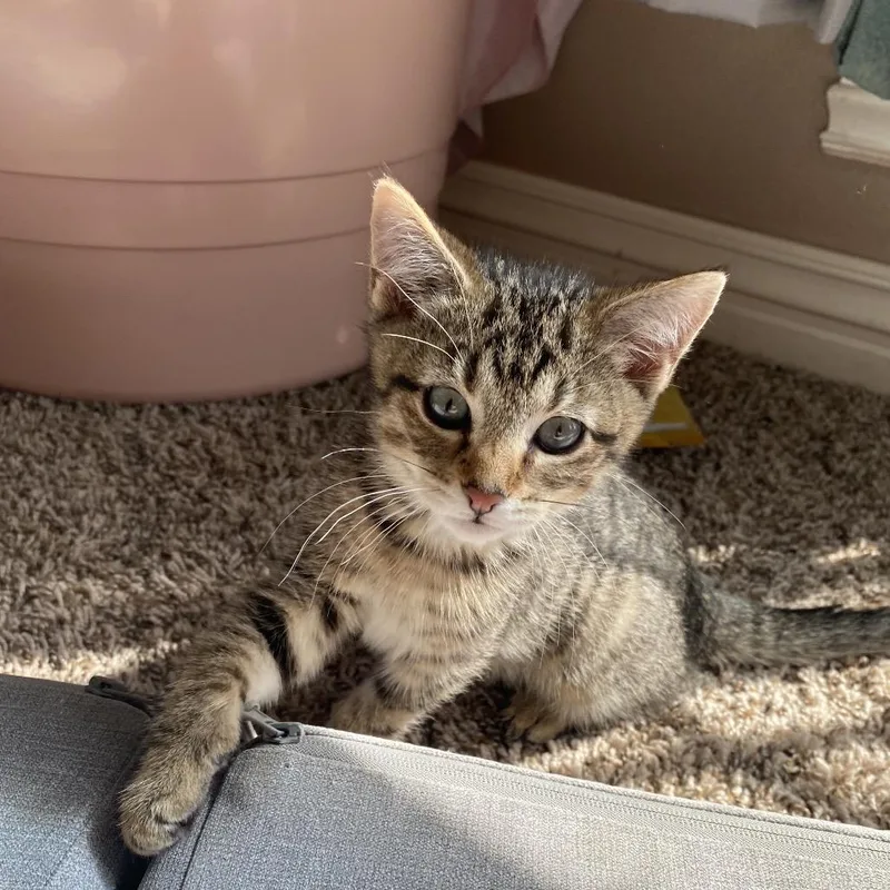 Tigger