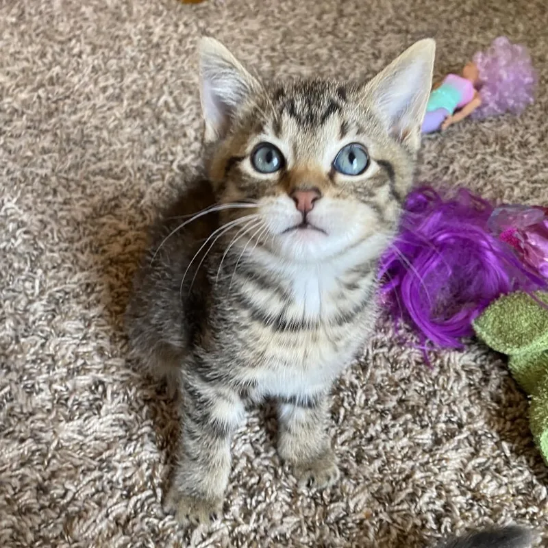 Tigger thumbnail 2