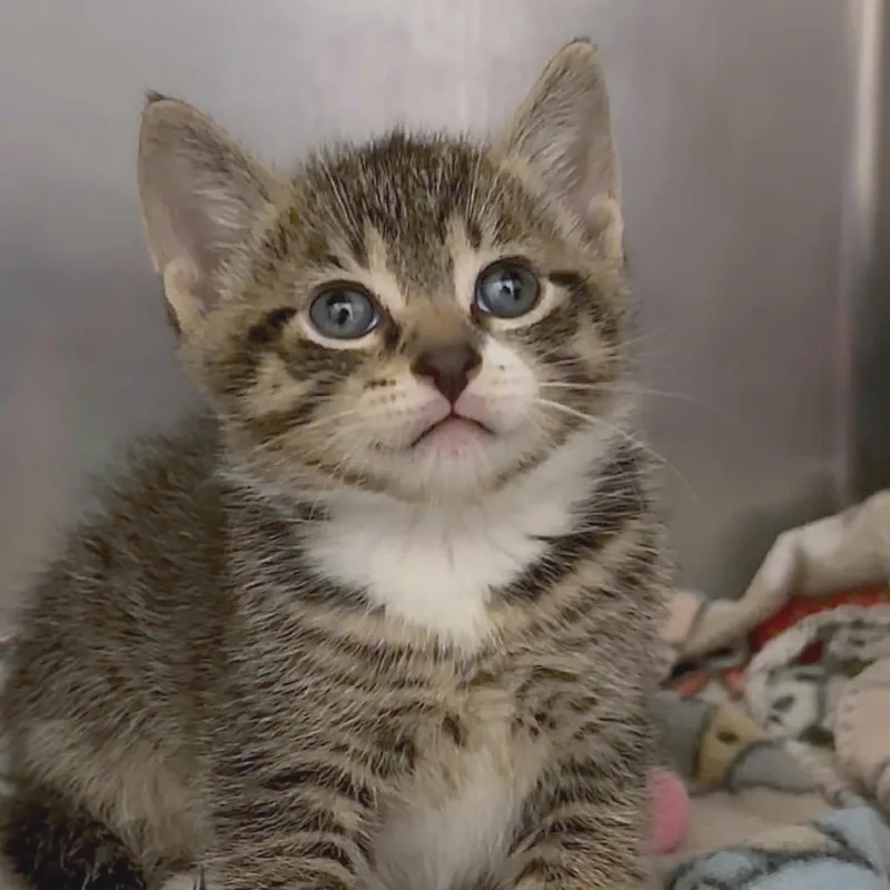A baby small-sized male Brown / Chocolate Domestic Short Hair cat named Tempeh for adoption in Middlebury, VT