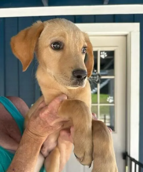 A baby medium-sized male Golden Retriever dog named Babe Bubbles for adoption in Washington, DC