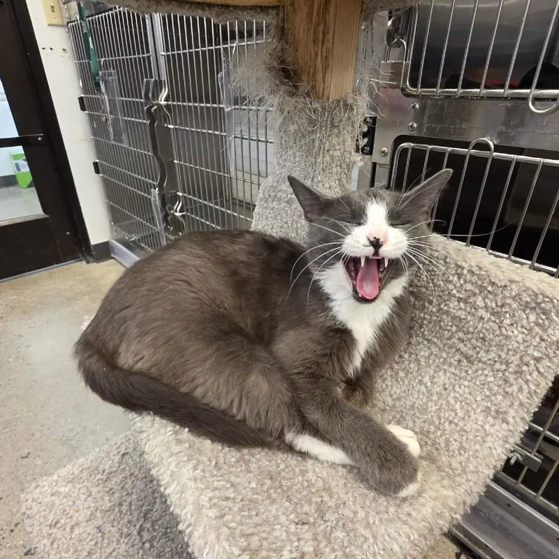 A young medium-sized female Gray / Blue / Silver Domestic Short Hair cat named Greta Meet me at for adoption in Buffalo, MN