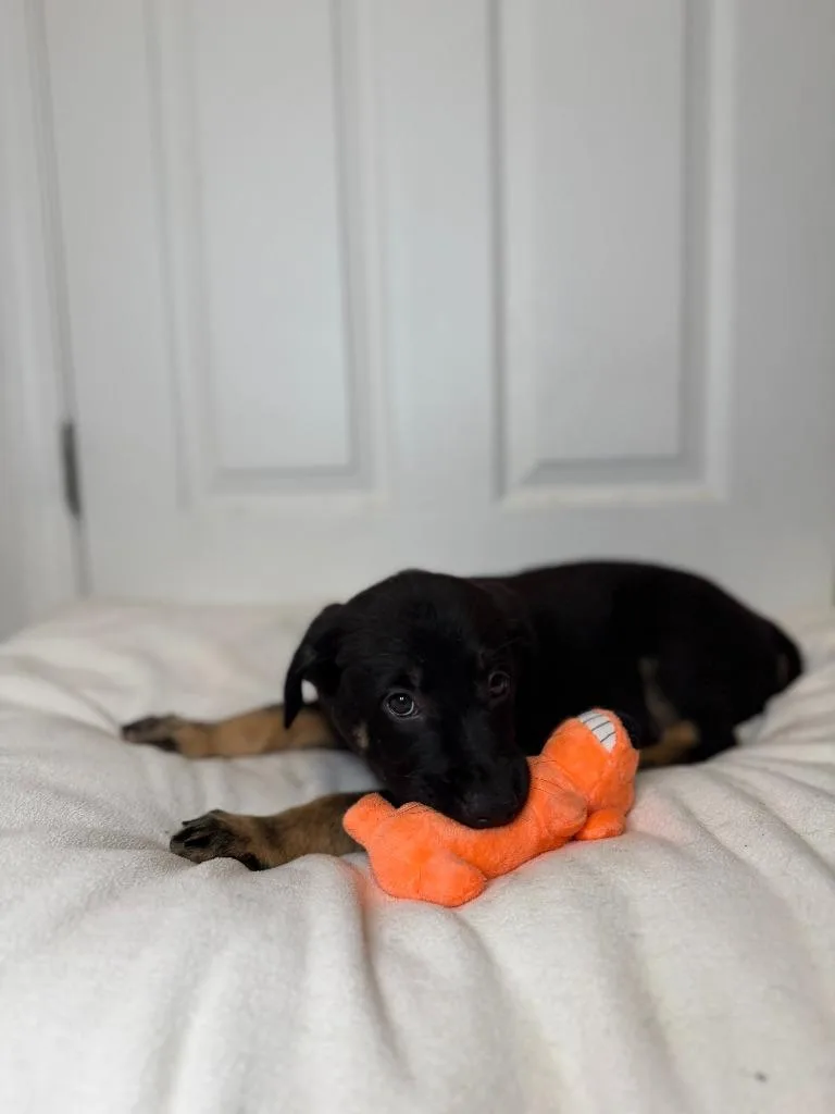A baby medium-sized female German Shepherd Dog dog named Flounder for adoption in Minneapolis, MN