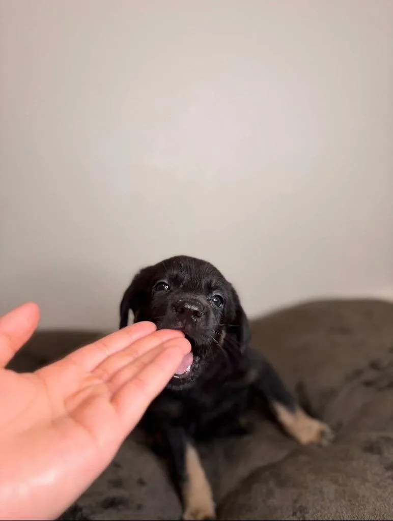 Flounder thumbnail 2