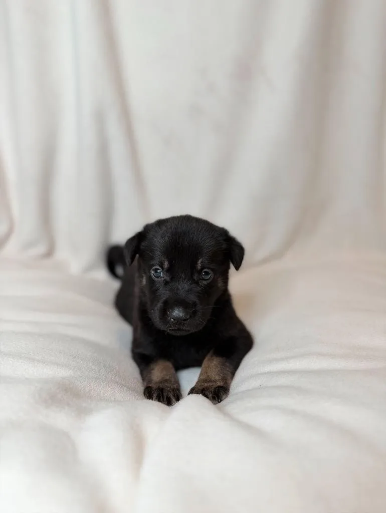 Flounder thumbnail 3