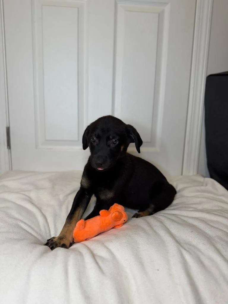 Flounder thumbnail 4