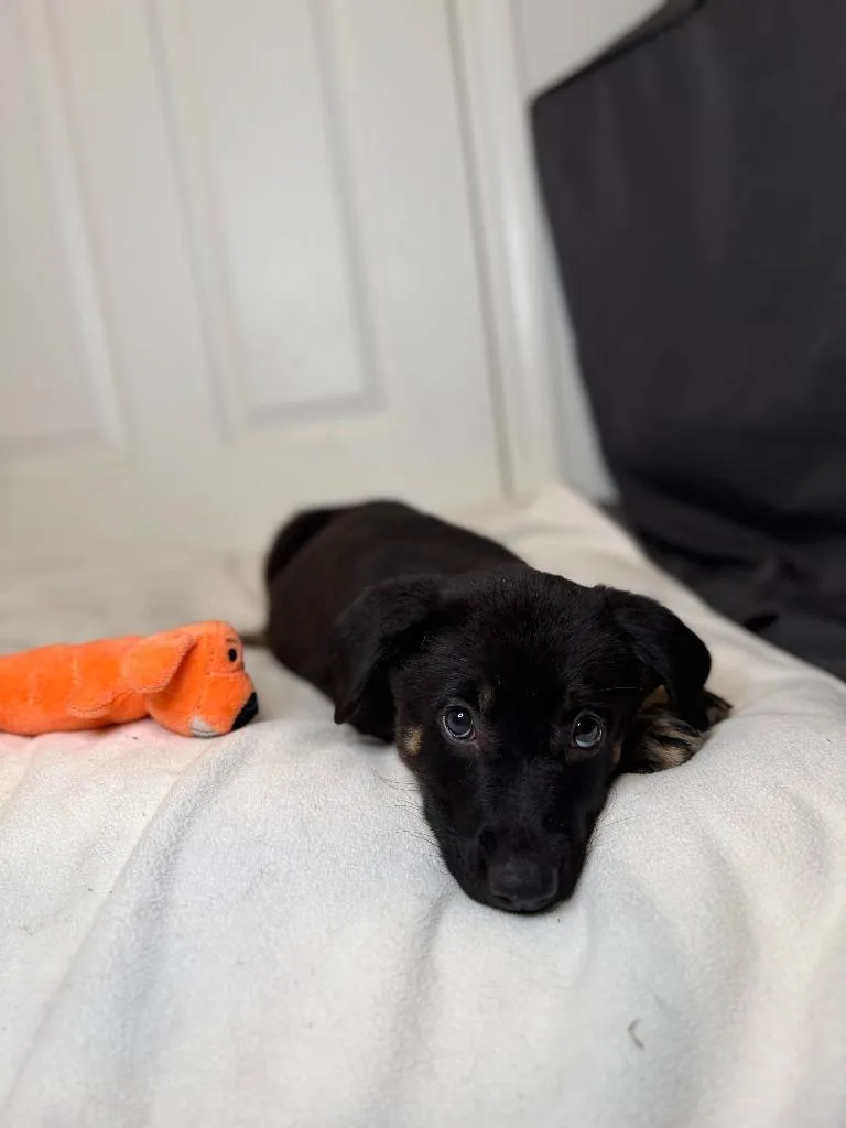 Flounder thumbnail 5