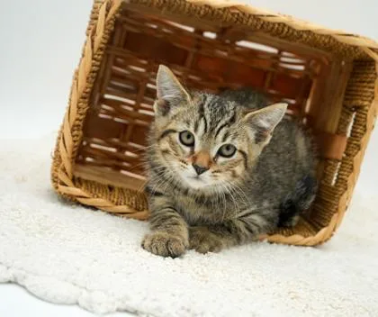 A young small-sized male Domestic Short Hair cat named Brax for adoption in Bowling Green, KY