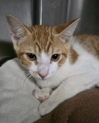 A young small-sized male Domestic Short Hair cat named Bernard for adoption in Phoenix, AZ