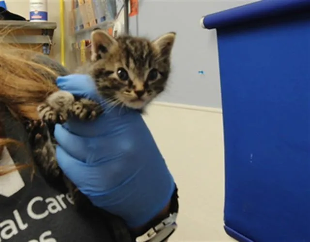 A baby small-sized male Domestic Short Hair cat named Chandler for adoption in Albuquerque, NM