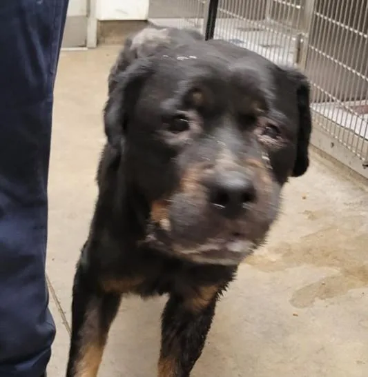 An adult large-sized female Rottweiler dog named Venus for adoption in Van Nuys, CA