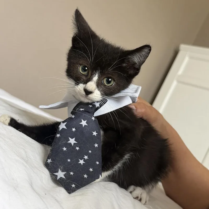 Mr. Ginger