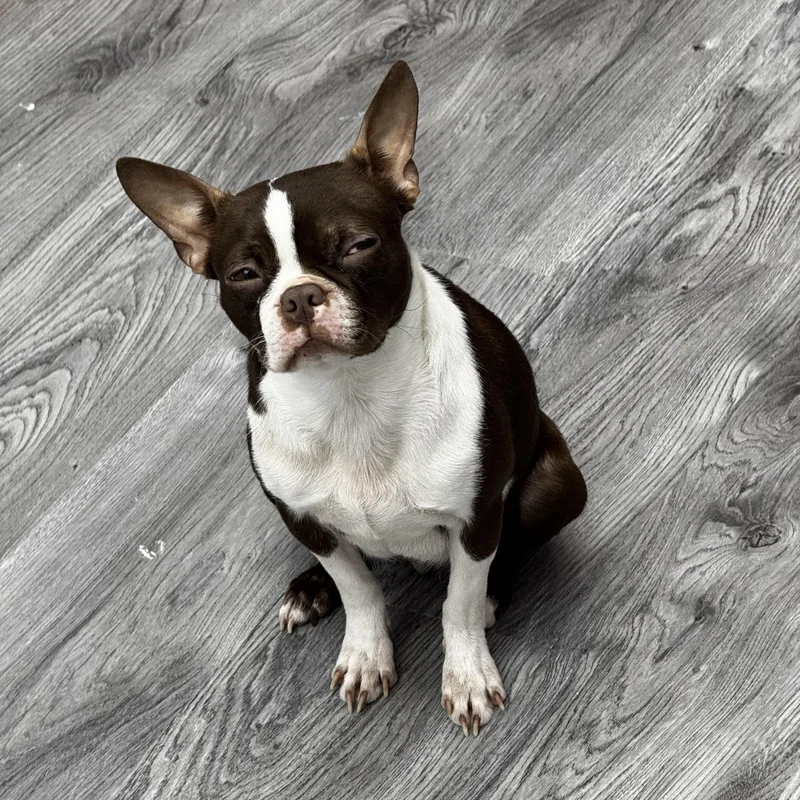 A young small-sized female Boston Terrier dog named Zelda for adoption in Powell, TN