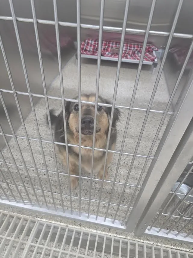 A young medium-sized female Shepherd dog named Ella for adoption in Glenfield, NY
