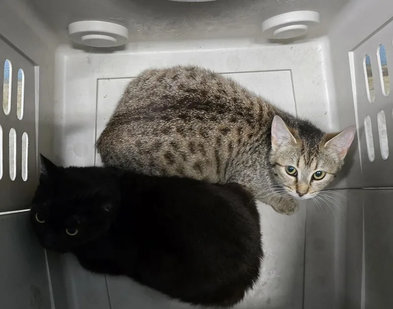An adult small-sized female Tabby (Brown / Chocolate) Domestic Short Hair cat named Nordstrom for adoption in Evansville, IN