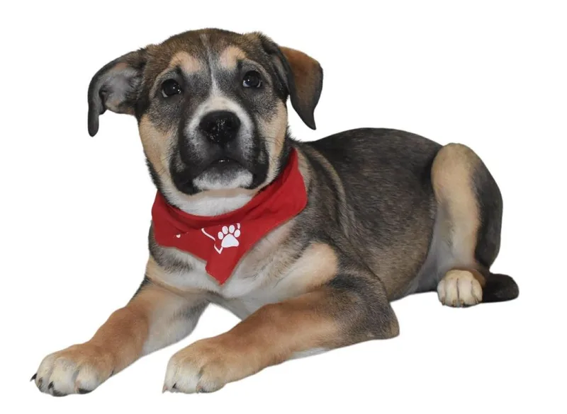 Gryffindor thumbnail 2