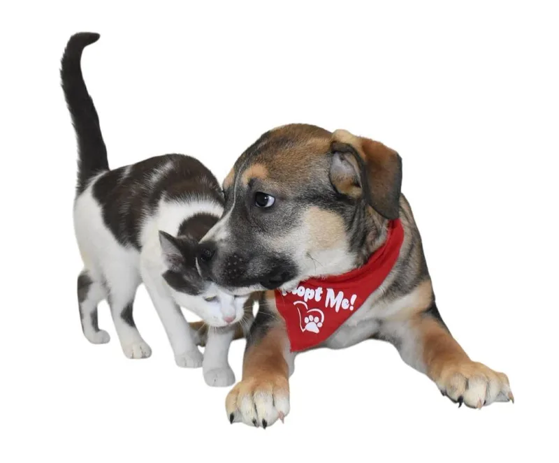 Gryffindor thumbnail 4