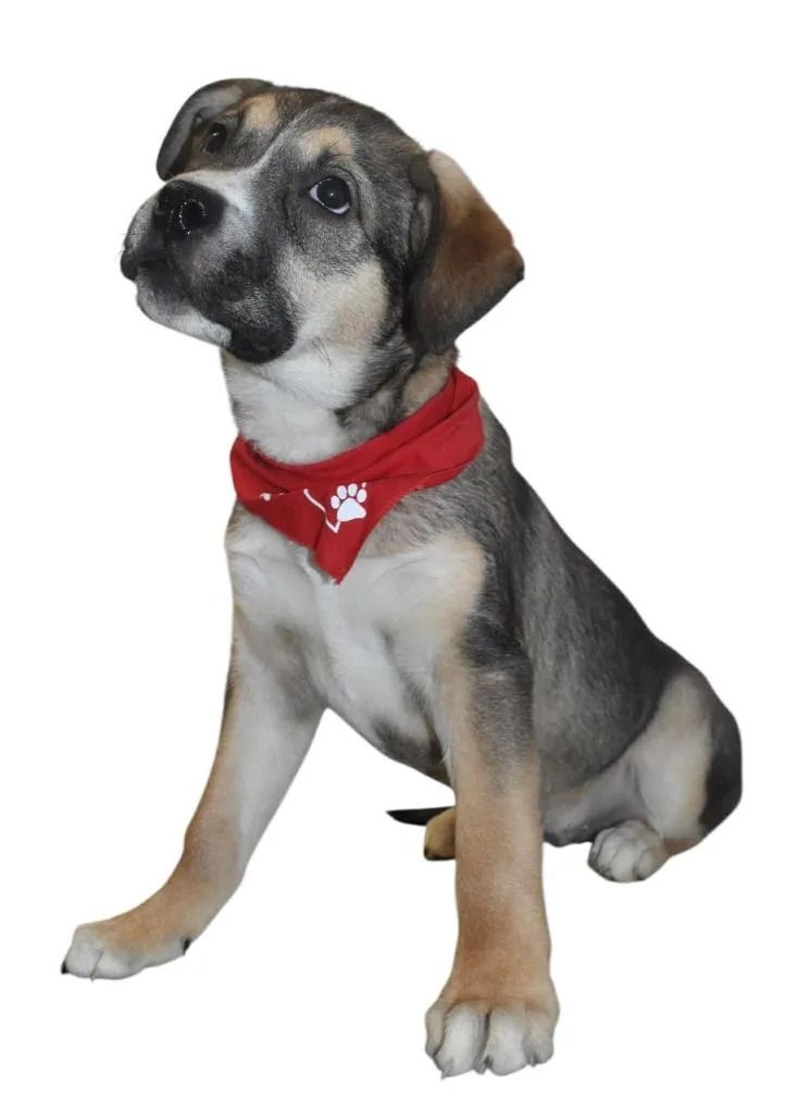 Gryffindor thumbnail 6