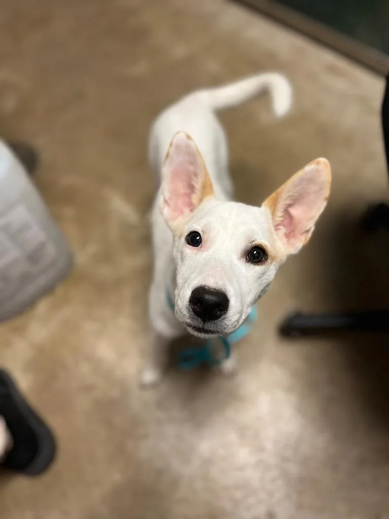 A baby medium-sized female Australian Cattle Dog / Blue Heeler dog named Sisu for adoption in New Braunfels, TX