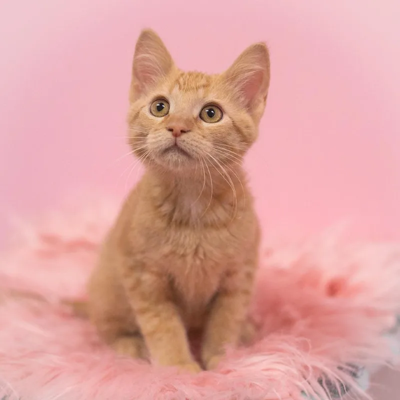 A baby small-sized male Orange / Red Domestic Short Hair cat named Rutherford for adoption in Ponte Vedra, FL