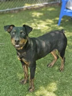 A young large-sized male Mixed Breed dog named Clifford for adoption in Savannah, GA