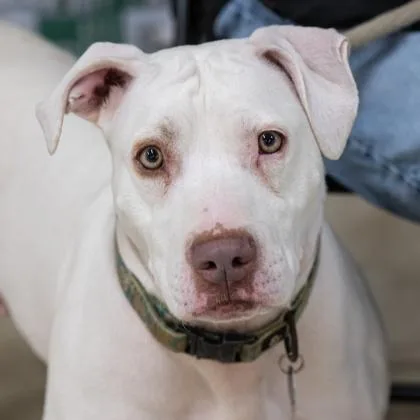 An adult large-sized female White / Cream Pit Bull Terrier dog named Angelica for adoption in Atlanta, GA