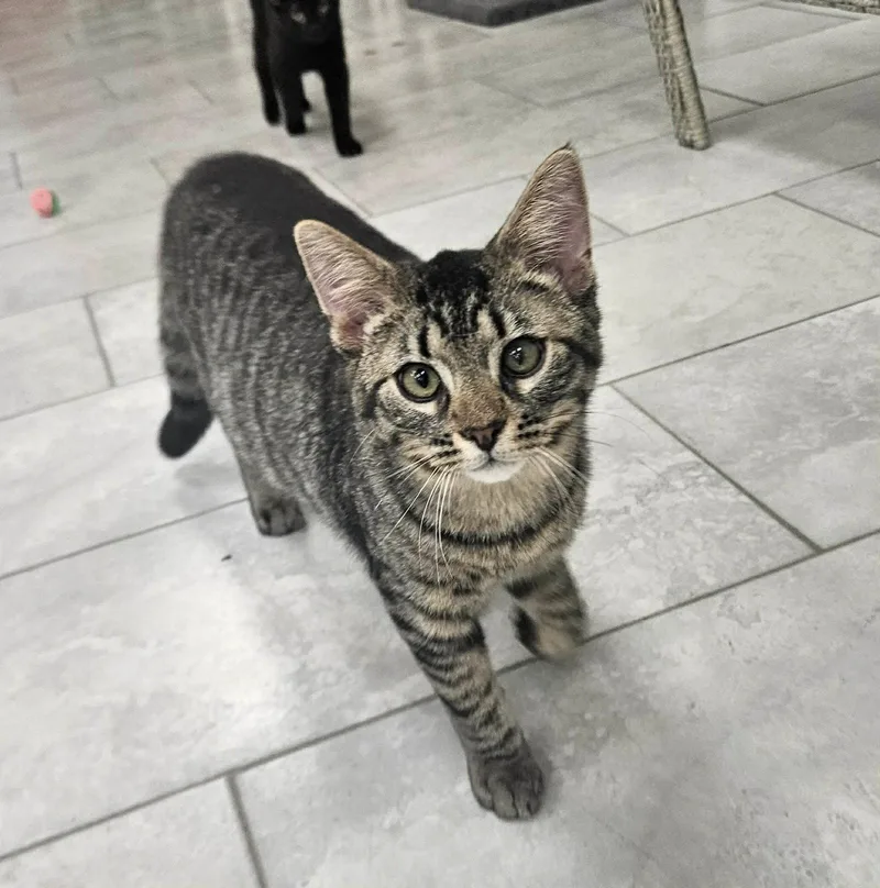 A young medium-sized male Domestic Short Hair cat named Kaz for adoption in Rochester, NY