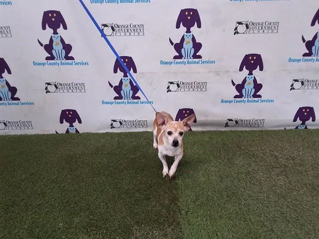 An adult small-sized female Chihuahua dog named Latte for adoption in Orlando, FL