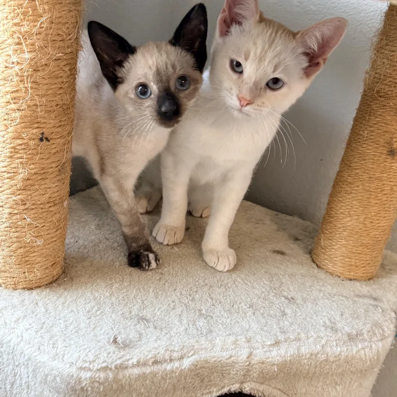 A baby medium-sized male Flame Point Siamese cat named Yuki for adoption in Sacramento, CA