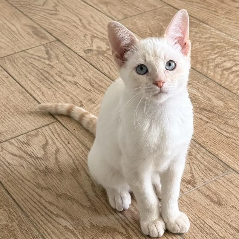 Yuki thumbnail 2