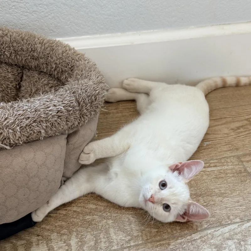 Yuki thumbnail 3