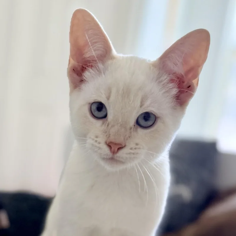 Yuki thumbnail 5