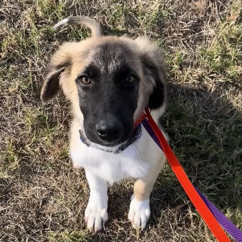 A baby large-sized male Anatolian Shepherd dog named Ridge for adoption in Neosho, MO
