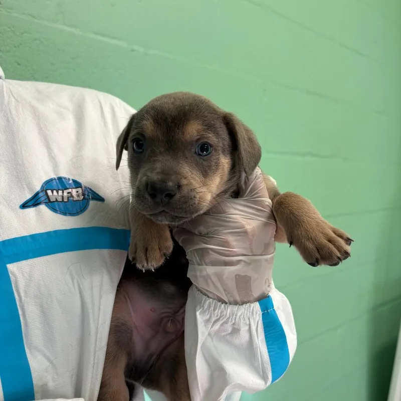 A baby medium-sized male Gray / Blue / Silver Mixed Breed dog named Travertine for adoption in LOXAHATCHEE, FL
