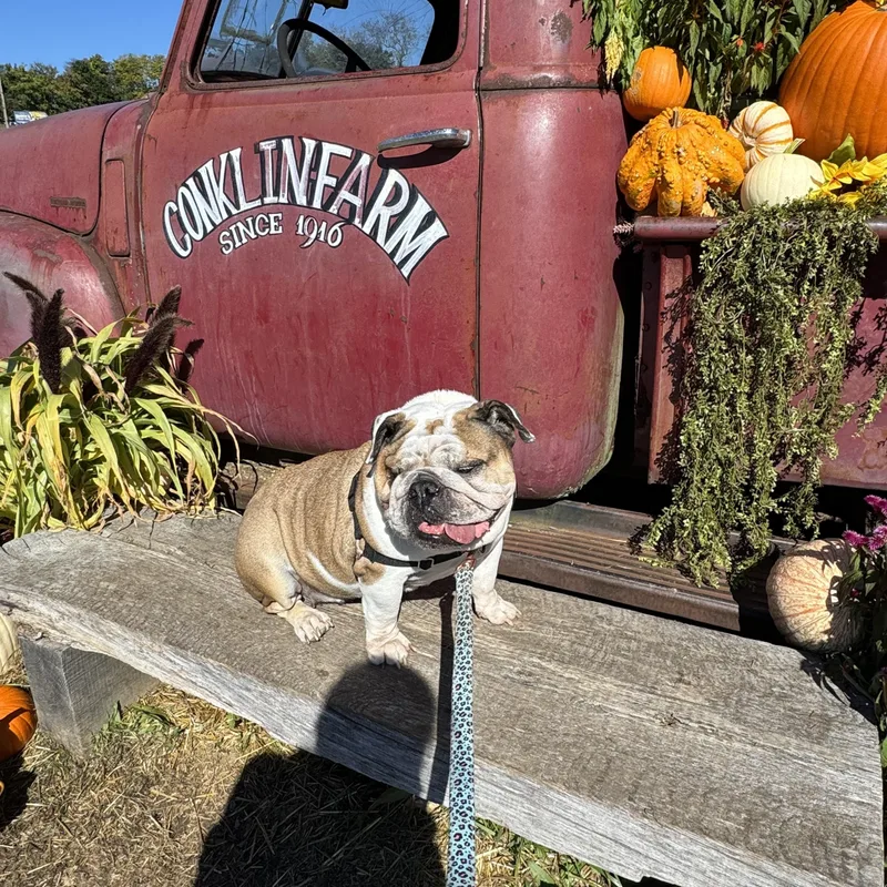 An adult medium-sized female English Bulldog dog named Daisy Duke for adoption in Montville, NJ