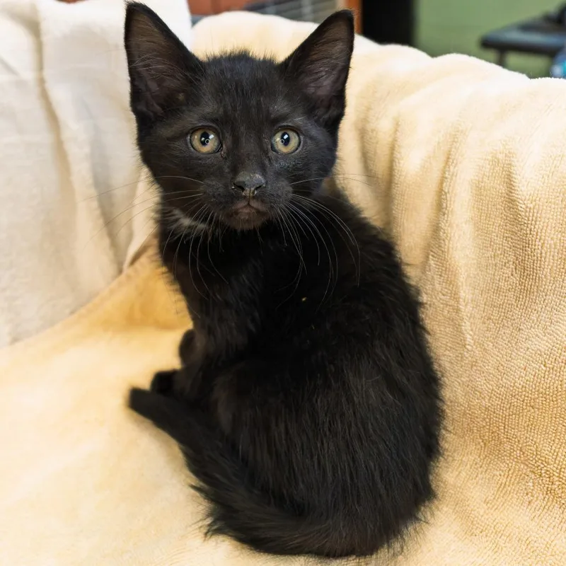 A baby small-sized male Black Domestic Short Hair cat named Chug Jug for adoption in South Elgin, IL
