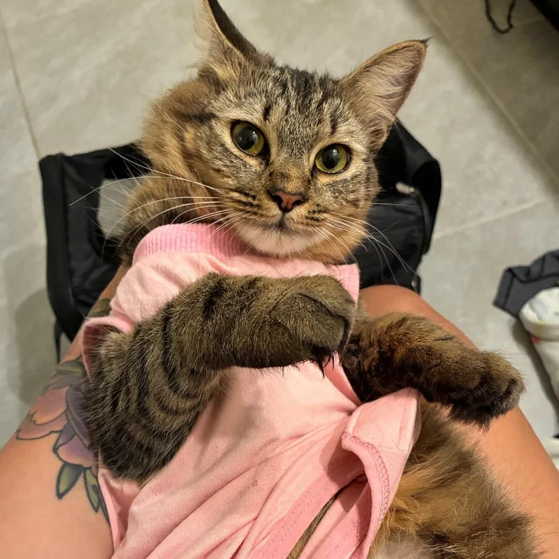 A young medium-sized female Brown / Chocolate Domestic Medium Hair cat named Coraline for adoption in Titusville, FL