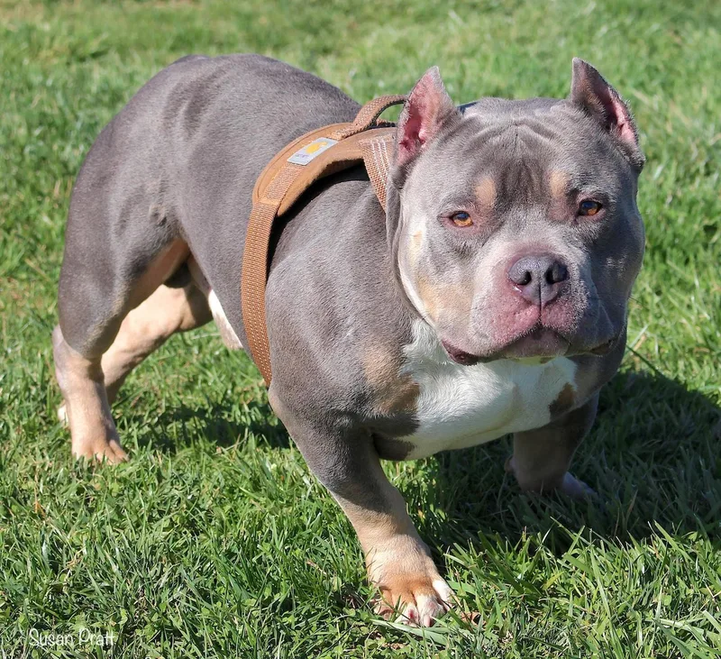 An adult medium-sized male Tricolor (Brown, Black, & White) American Bully dog named Bussa for adoption in Bedford, VA