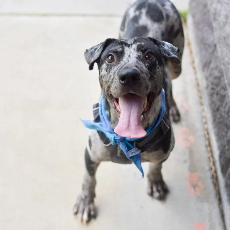 An adult medium-sized male Black Mixed Breed dog named E.t. for adoption in Kailua Kona, HI