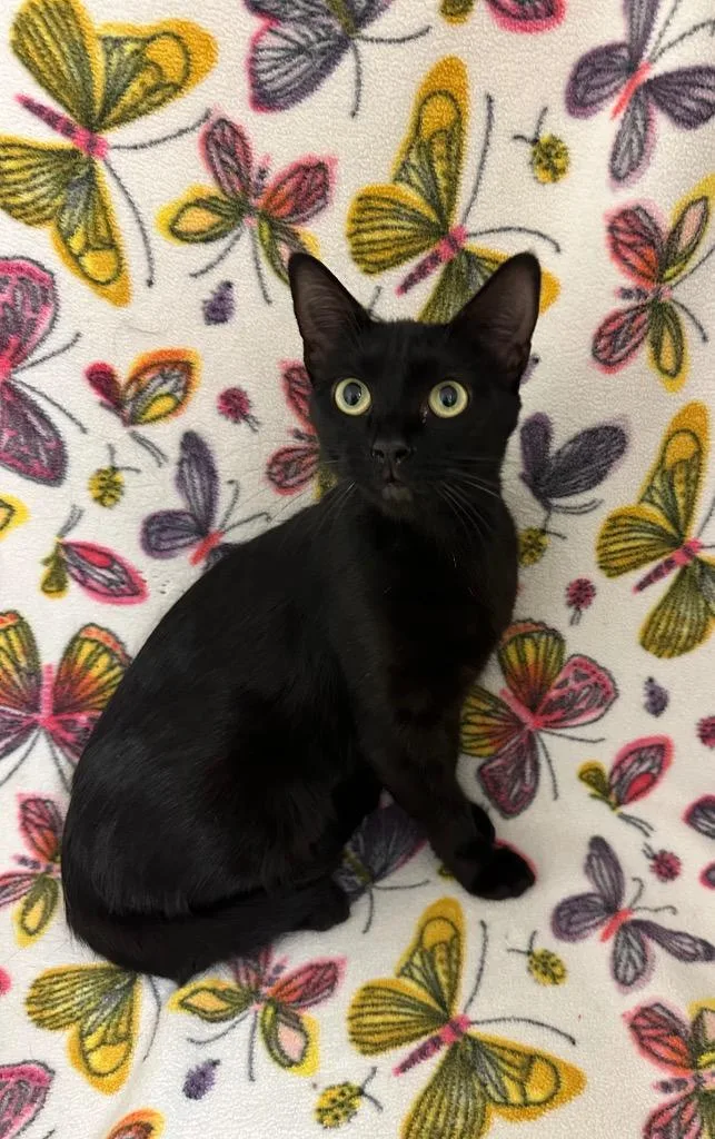 A young medium-sized female Domestic Short Hair cat named Norma for adoption in Newberg, OR