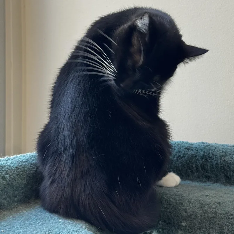 Lois Lane thumbnail 2