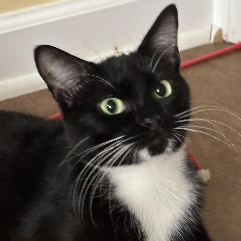 Lois Lane thumbnail 3