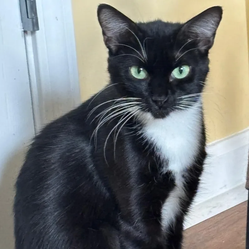 Lois Lane thumbnail 4