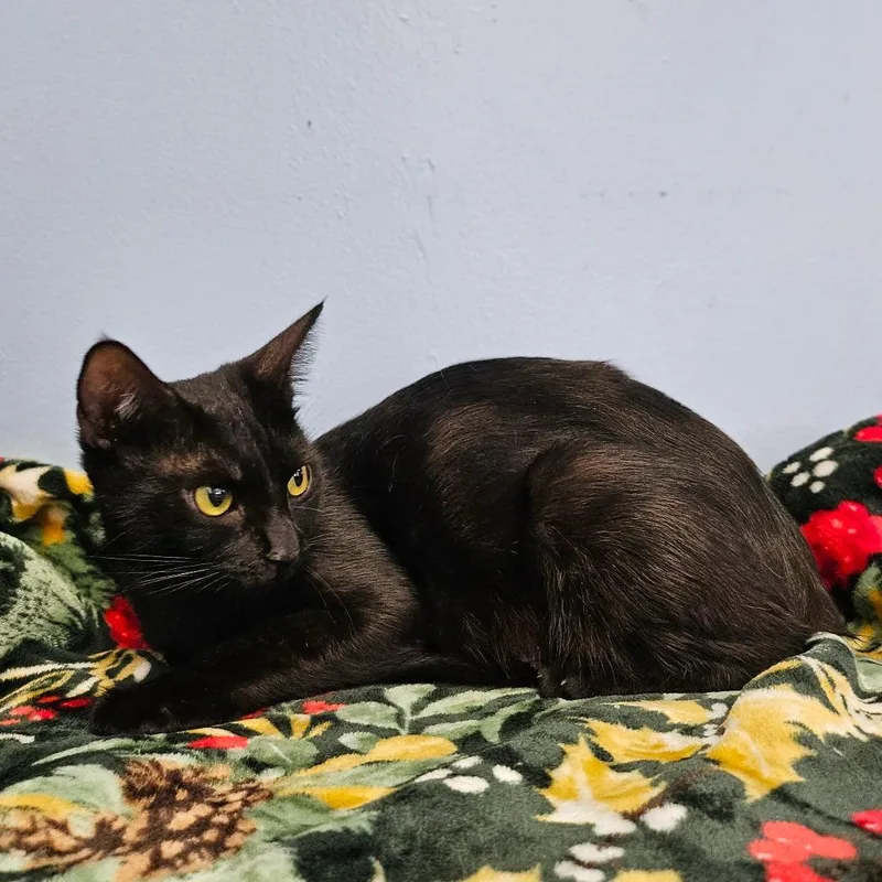 Iron Maiden thumbnail 2