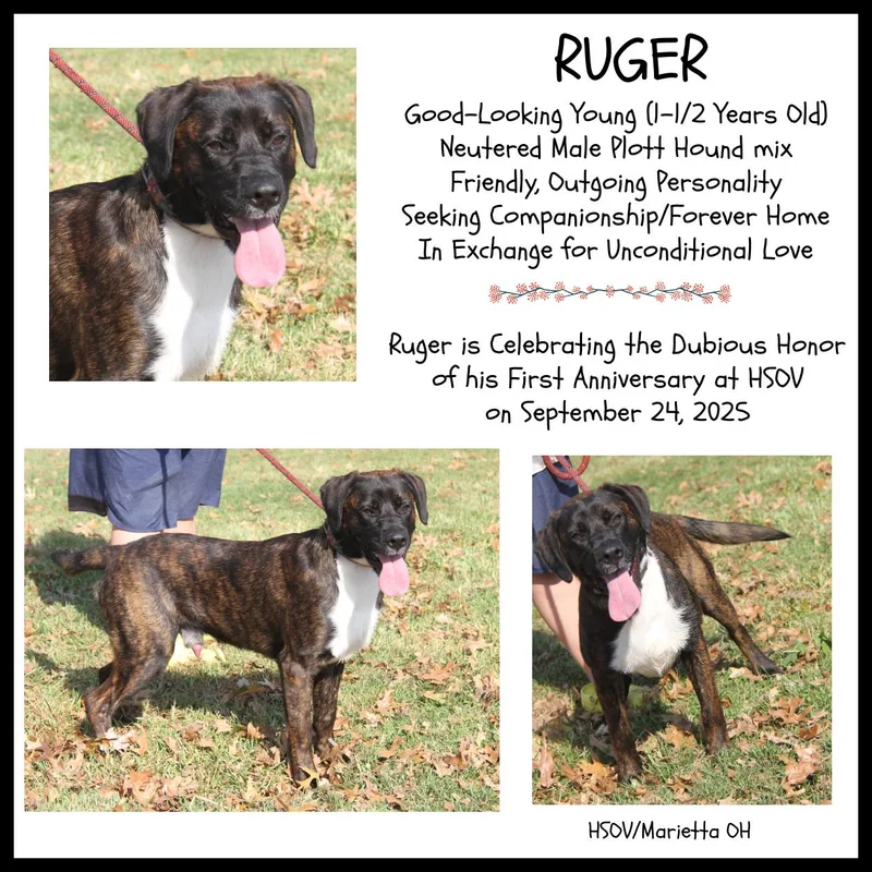 An adult medium-sized male Brindle Plott Hound dog named Ruger for adoption in Marietta, OH