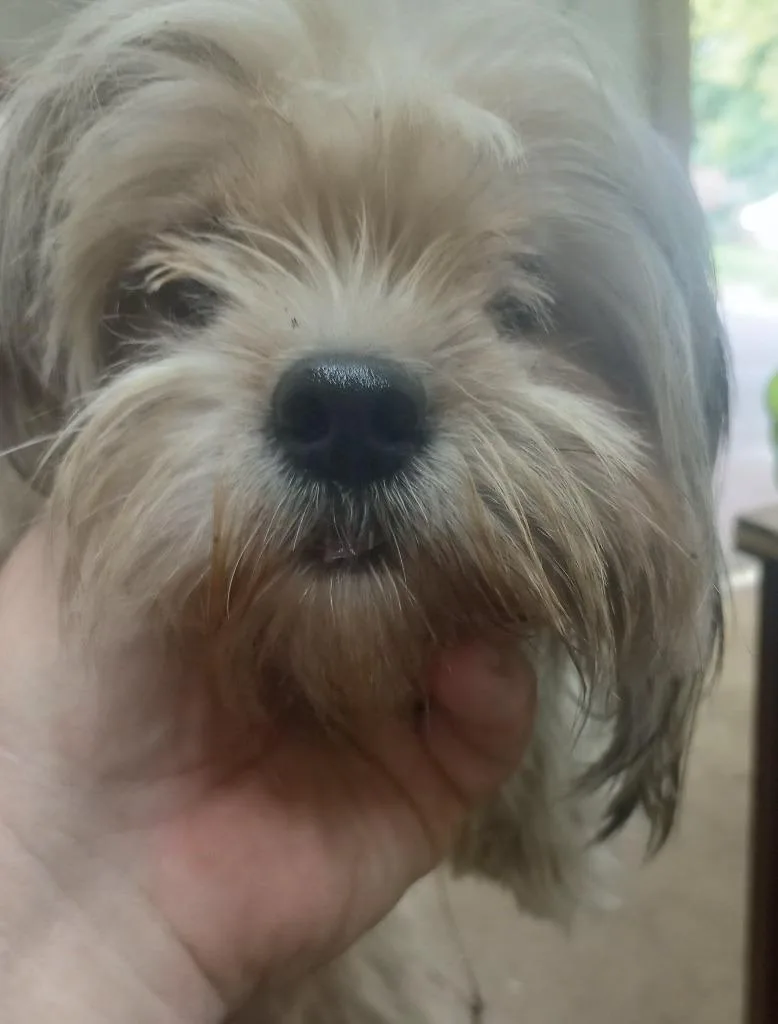 A young medium-sized female Shih Tzu dog named Willow for adoption in Swainsboro, GA